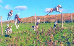 Hound jumping Hound jumping